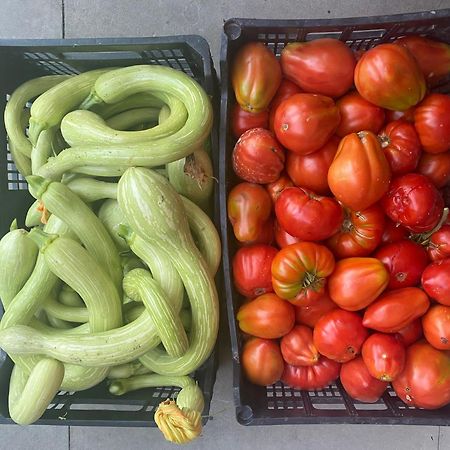 Agriturismo A Canonica 加尔伦达 外观 照片