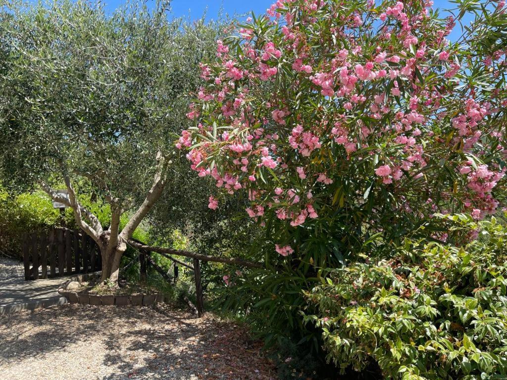 Agriturismo A Canonica 加尔伦达 外观 照片