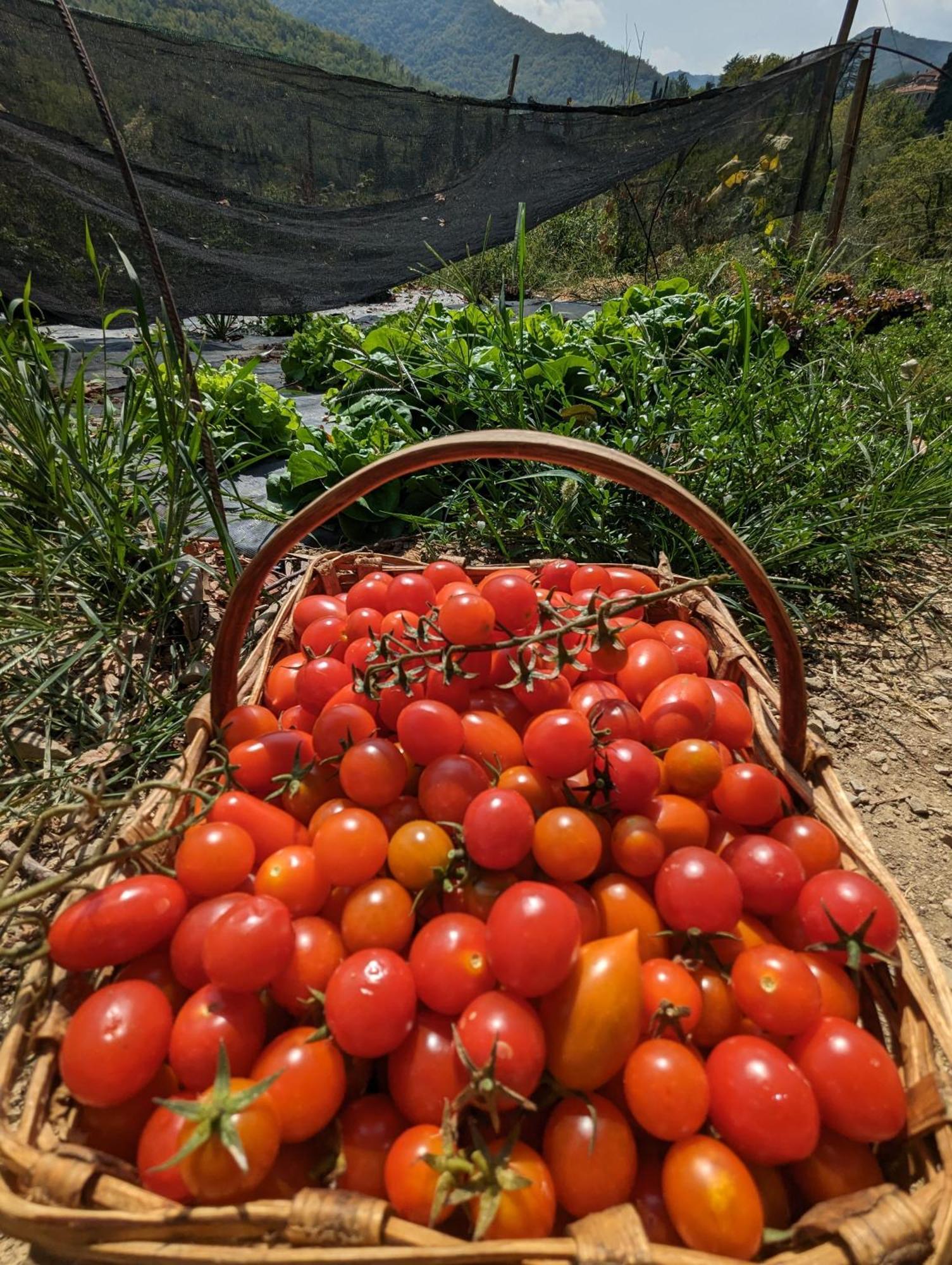 Agriturismo A Canonica 加尔伦达 外观 照片
