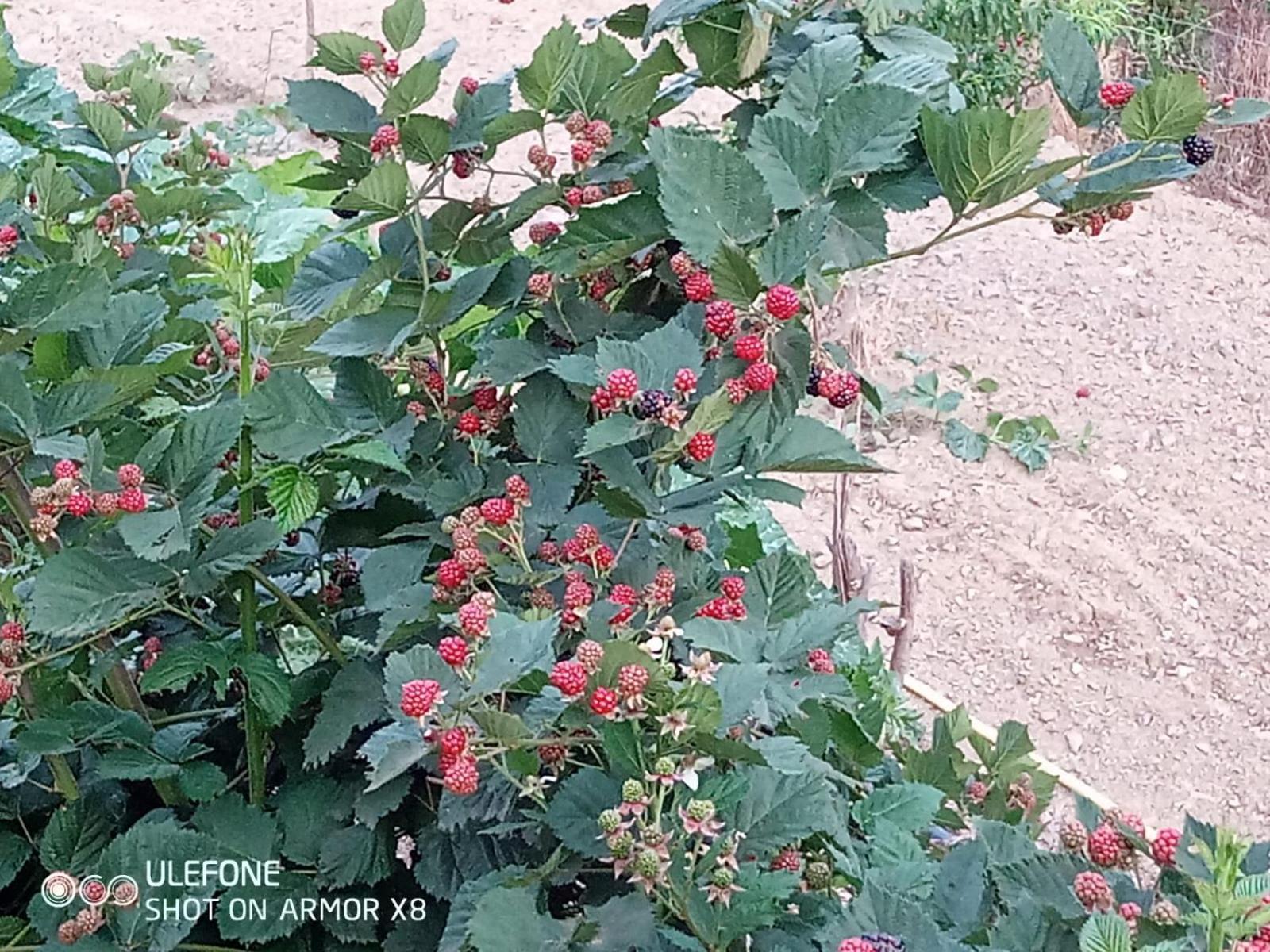 Agriturismo A Canonica 加尔伦达 外观 照片