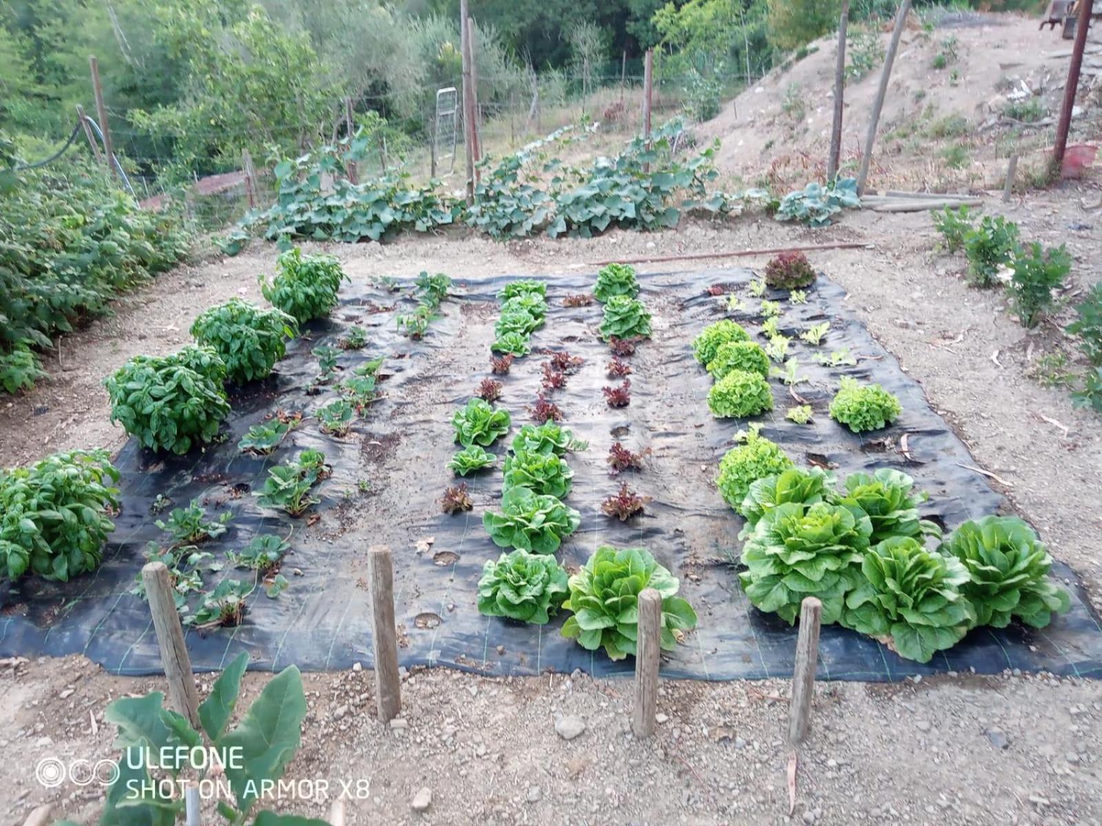 Agriturismo A Canonica 加尔伦达 外观 照片