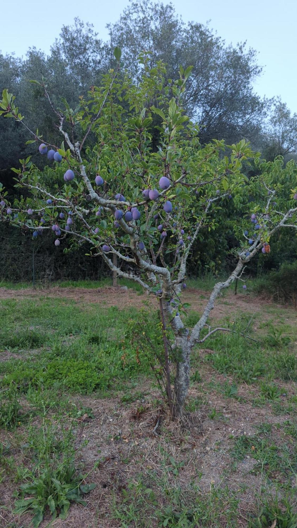 Agriturismo A Canonica 加尔伦达 外观 照片