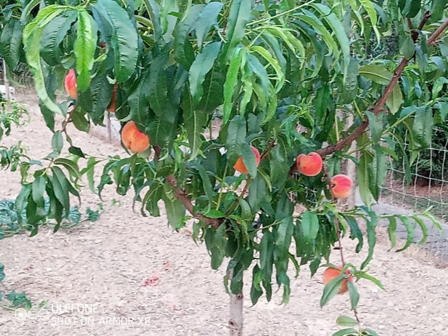 Agriturismo A Canonica 加尔伦达 外观 照片