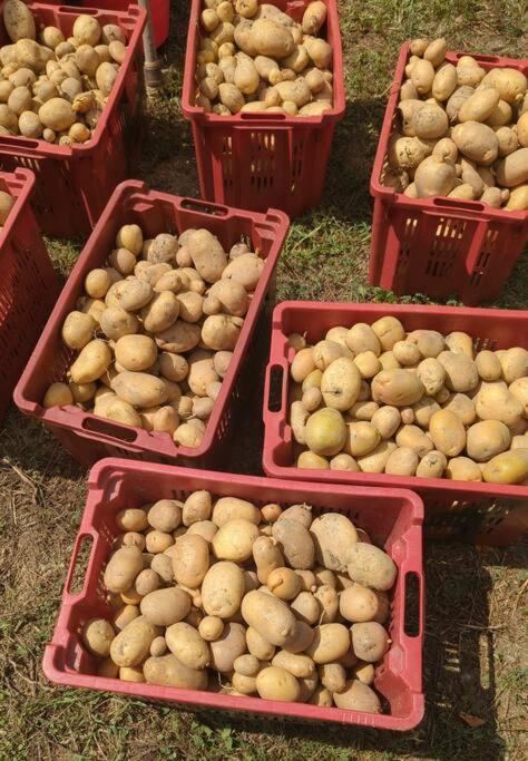 Agriturismo A Canonica 加尔伦达 外观 照片