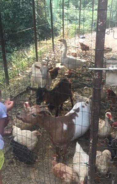 Agriturismo A Canonica 加尔伦达 外观 照片